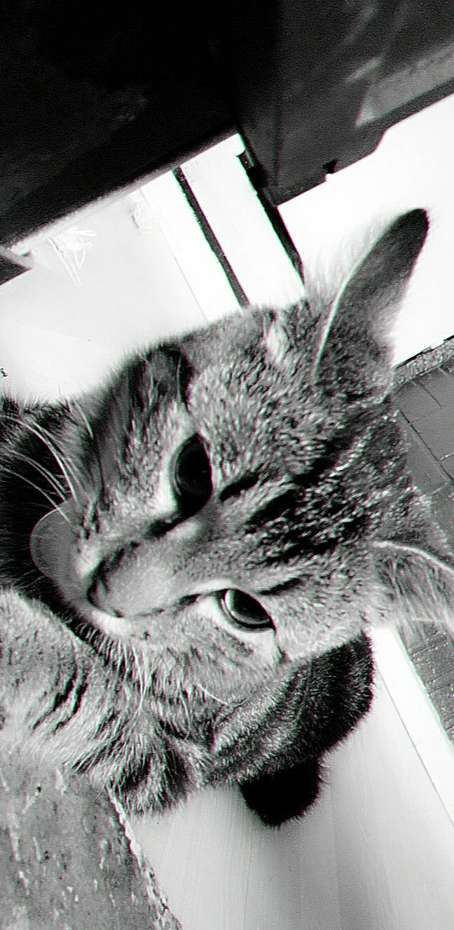 Tigrou