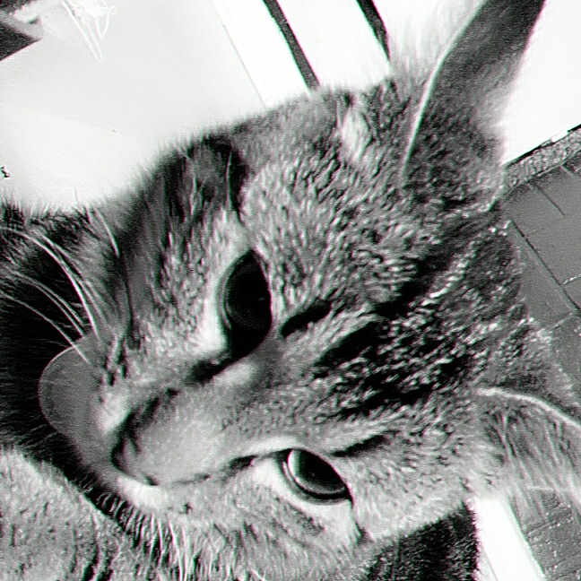 Tigrou