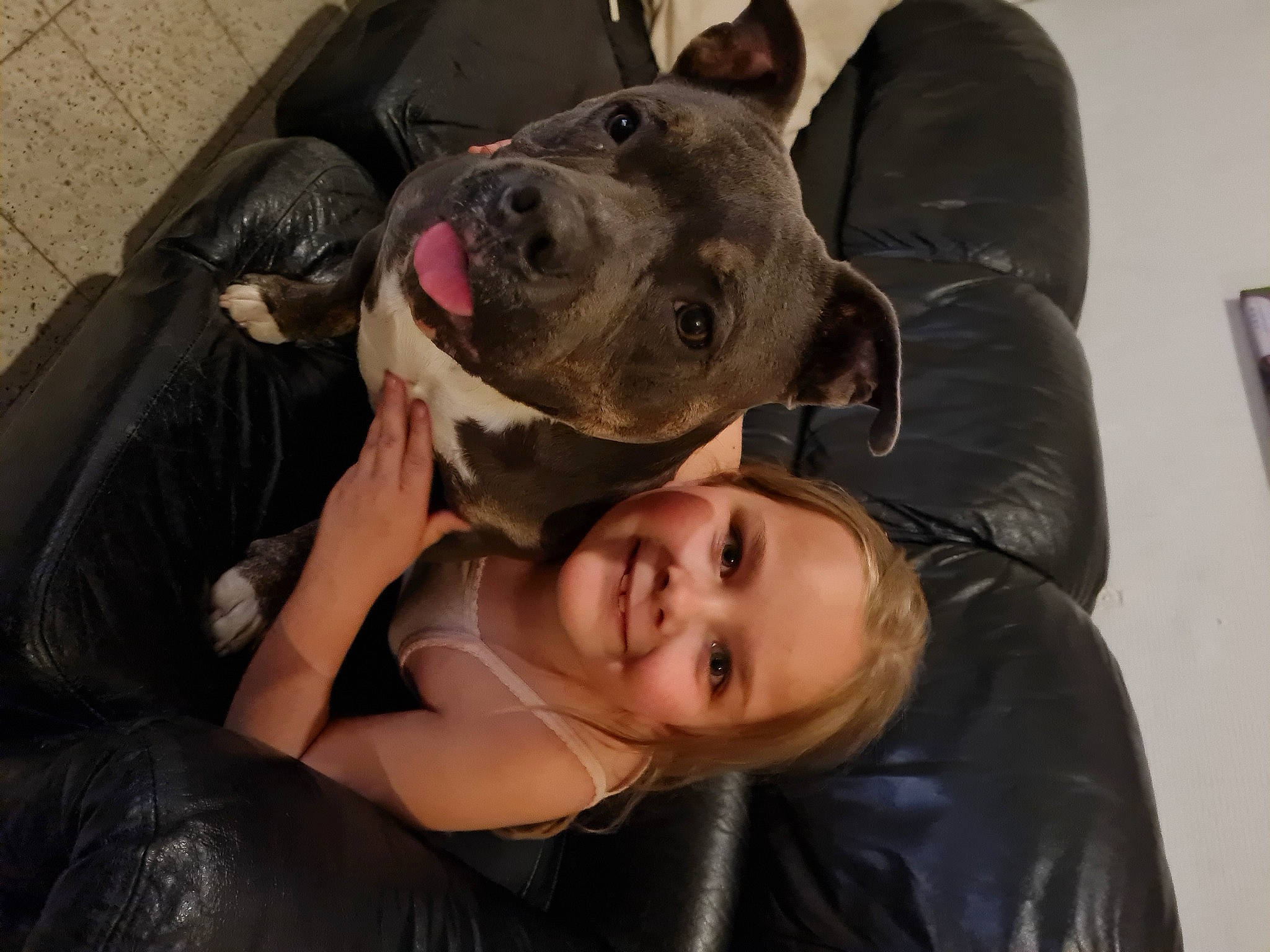 Izzy participe au concours pour gagner de l'argent avec cette photo : canidae, carnivore, comfort, companion_dog, dog, dog_breed, fawn, flash_photography, fur, guard_dog, happy, molosser, smile, snout, sporting_group, whiskers