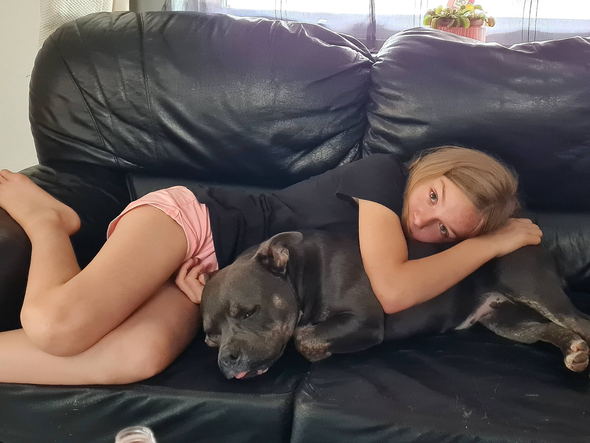 Izzy a rejoint le concours — aidez-le/la à gagner de superbes lots ! carnivore, comfort, companion_dog, couch, dog, dog_breed, fawn, flash_photography, floor, flooring, fun, fur, grey, human_leg, lap, long_hair, purple, sitting, thigh, tree