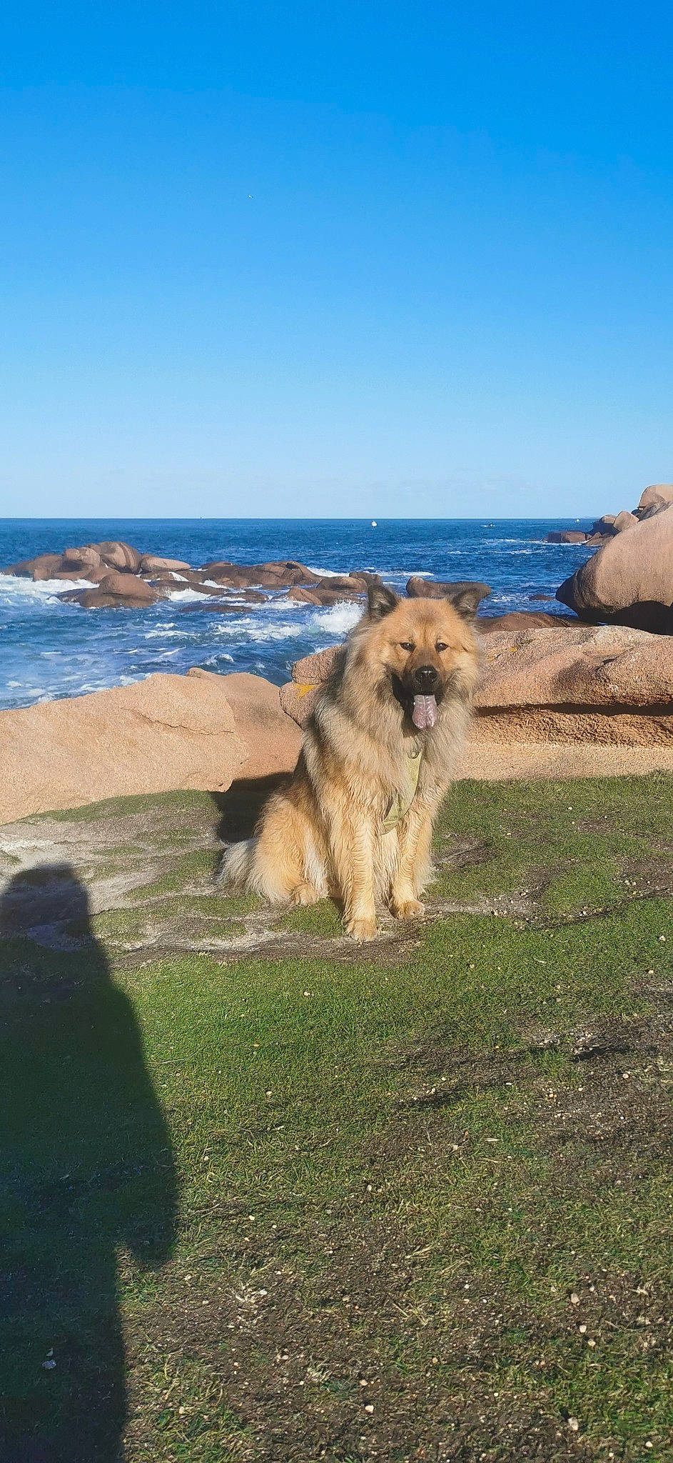 Packo a rejoint le concours — aidez-le/la à gagner de superbes lots ! carnivore, companion_dog, dog, dog_breed, german_spitz, grass, headland, herding_dog, horizon, lake, landscape, ocean, sky, small_terrier, sporting_group, terrier, water, water_dog, wind_wave, wood