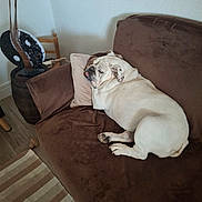 Opale a rejoint le concours — aidez-le/la à gagner de superbes lots ! bulldog, dog, sleeping, couch, brown_couch, pillow, indoor, carpet, striped_rug, wooden_chair, decor, resting, pet, animal, tongue_out, cozy, furniture, relaxing, home, living_room