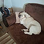 bulldog, dog, sleeping, couch, brown_couch, pillow, indoor, carpet, striped_rug, wooden_chair, decor, resting, pet, animal, tongue_out, cozy, furniture, relaxing, home, living_room