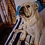 Opale a rejoint le concours — aidez-le/la à gagner de superbes lots ! bulldog, dog, pet, indoor, blanket, striped, blue, white, fur, sitting, tongue, face, tripod, wooden, brick_wall, cozy, home, furniture, paw, animal