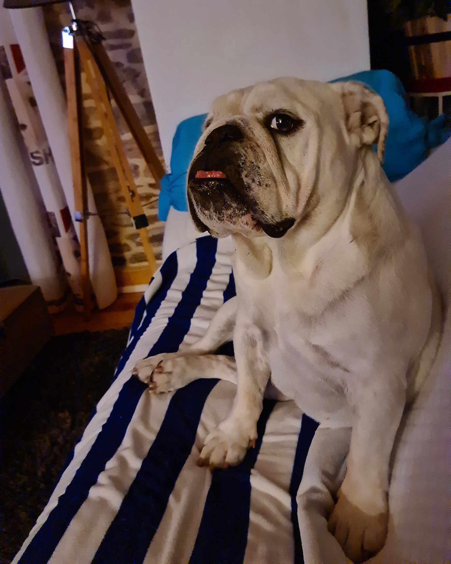 Opale a rejoint le concours — aidez-le/la à gagner de superbes lots ! bulldog, dog, pet, indoor, blanket, striped, blue, white, fur, sitting, tongue, face, tripod, wooden, brick_wall, cozy, home, furniture, paw, animal