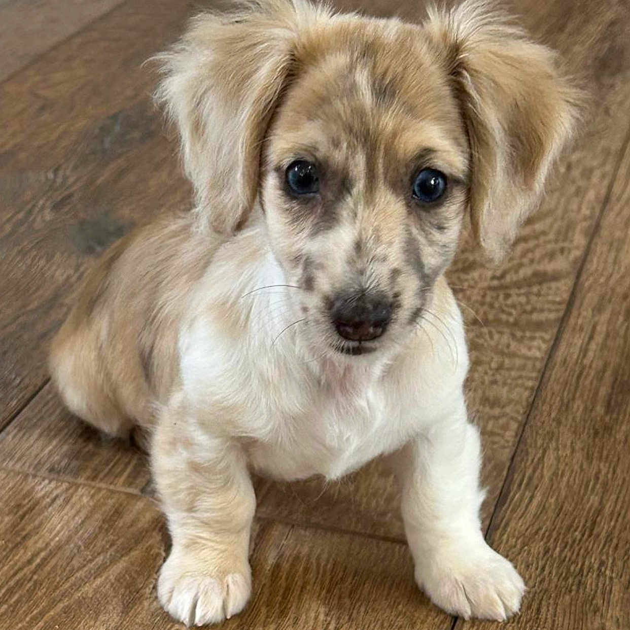 Lily participe au concours pour gagner de l'argent avec cette photo : accessories, animal, beagle, canine, chihuahua, cockerspaniel, dog, goldenretriever, hardwood, hound, indoors, interiordesign, papillon, pet, poodle, puppy, snout, strap, whitedog, wood