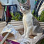 cat, kitten, cardboard_box, plastic, outdoor, garden, plants, chair, furniture, daylight, gray_and_white, pet, animal, curious, sitting, young_cat, domestic_cat, nature, sunlight, background_blur