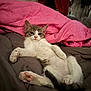 Nuggets participe au concours pour gagner de l'argent avec cette photo : kitten, cat, pet, relaxed, bed, quilt, pink, gray, white, fur, paw, cozy, indoor, cute, animal, feline, resting, young, domestic, comfortable