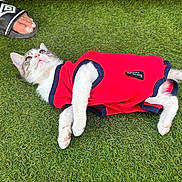Nuggets participe au concours pour gagner de l'argent avec cette photo : kitten, cat, red_clothing, grass, pet, animal, outdoor, paw, tail, footwear, sandal, human_foot, pet_clothing, cute, lying_down, feline, young_cat, pet_accessory, playful, summer