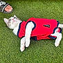 kitten, cat, red_clothing, grass, pet, animal, outdoor, paw, tail, footwear, sandal, human_foot, pet_clothing, cute, lying_down, feline, young_cat, pet_accessory, playful, summer