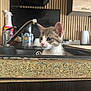 Nuggets participe au concours pour gagner de l'argent avec cette photo : kitten, cat, sink, kitchen, faucet, spray_bottle, cup, cabinet, wood, countertop, pet, animal, domestic, curious, indoor, young, feline, closeup, cute, household