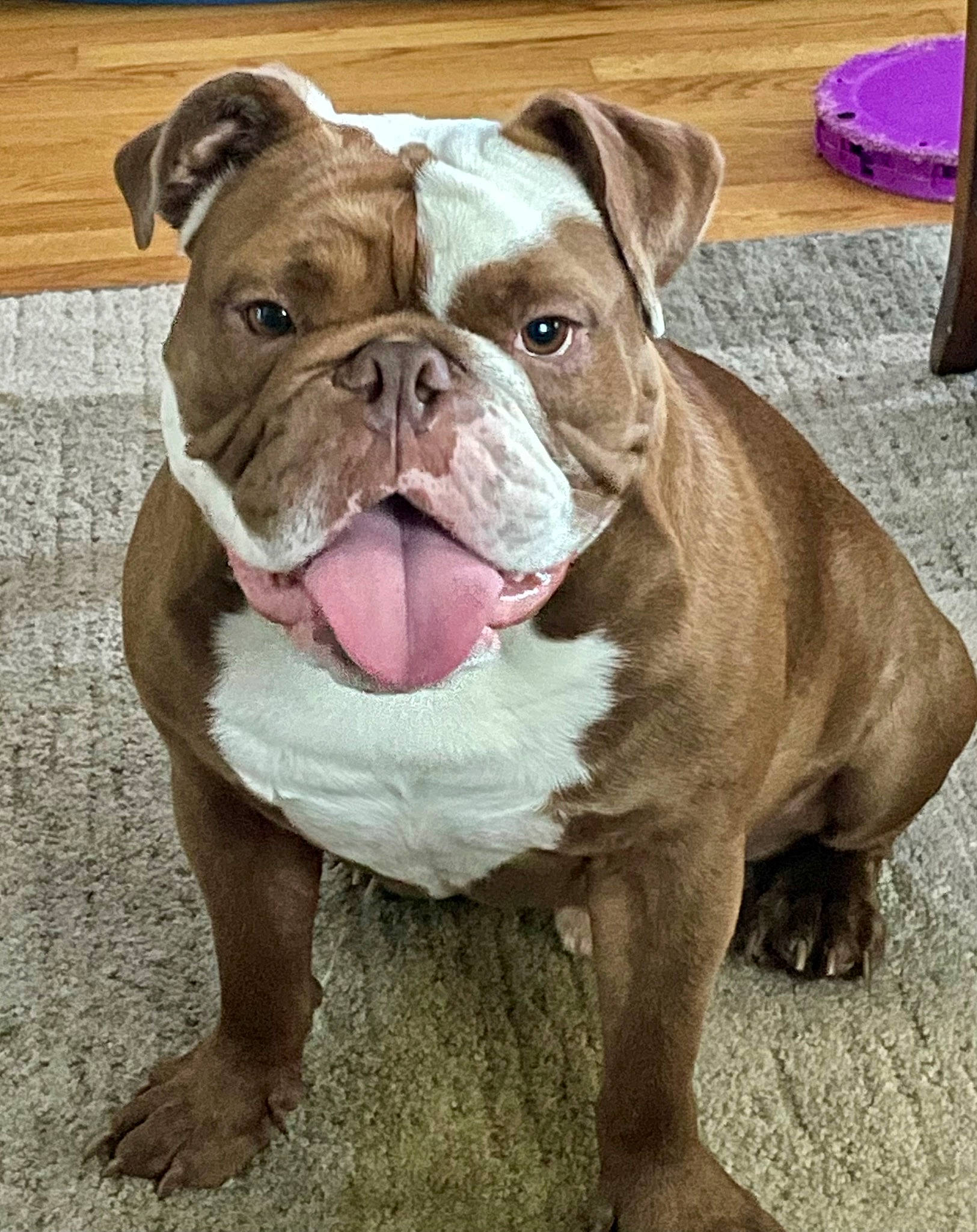 Tuck joined the competition — help win amazing prizes! ancient_dog_breeds, bulldog, canidae, carnivore, companion_dog, dog, dog_breed, fawn, grass, molosser, non_sporting_group, snout, sporting_group, terrestrial_animal, whiskers, working_animal, working_dog, wrinkle