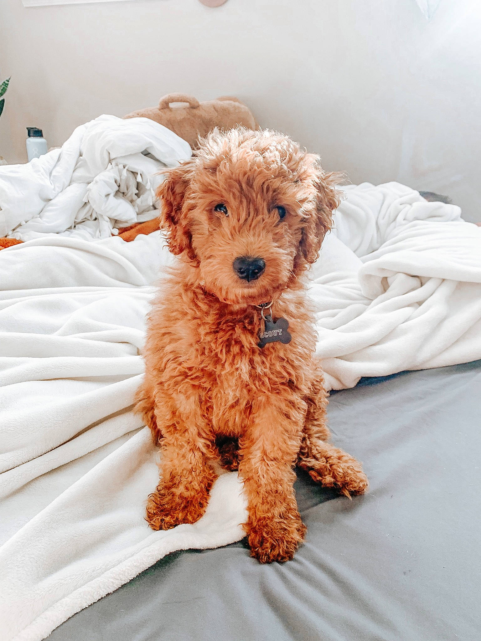Scout is registered to the contest to win money with this photo: bed_sheet, canidae, carnivore, companion_dog, dog, dog_breed, goldendoodle, linens, liver, non_sporting_group, pet_supply, poodle, poodle_crossbreed, sporting_group, terrier, toy_dog, vertebrate, water_dog, working_animal, yorkipoo