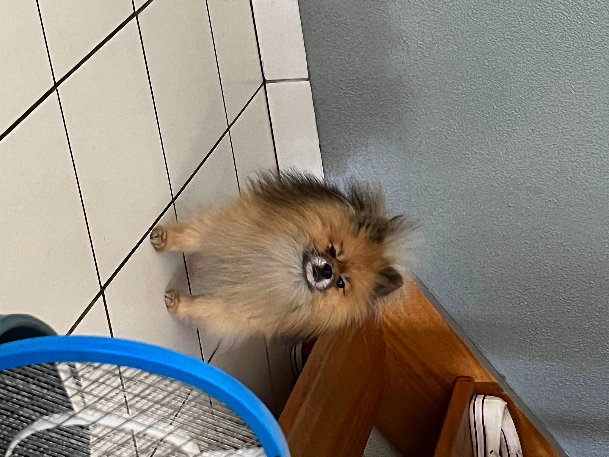 Night participe au concours pour gagner de l'argent avec cette photo : basket, carnivore, companion_dog, dog, dog_breed, fawn, felidae, fur, german_spitz, german_spitz_klein, liver, pet_supply, small_to_medium_sized_cats, snout, spitz, storage_basket, tail, toy_dog, whiskers, working_animal