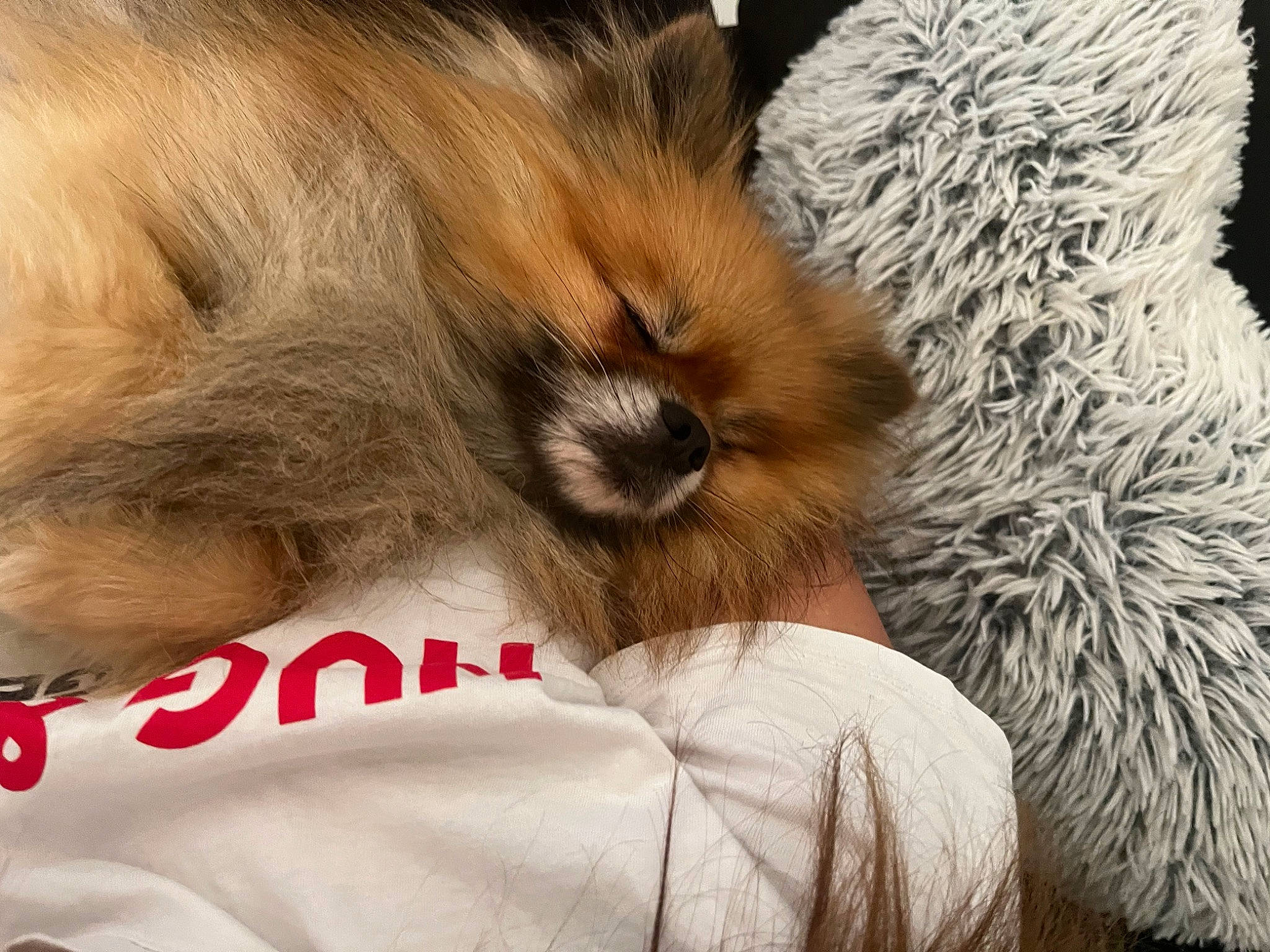 Night participe au concours pour gagner de l'argent avec cette photo : canidae, carnivore, claw, comfort, companion_dog, dog, dog_breed, felidae, fur, german_spitz, paw, pomeranian, small_to_medium_sized_cats, snout, spitz, sporting_group, tail, terrestrial_animal, toy_dog, whiskers