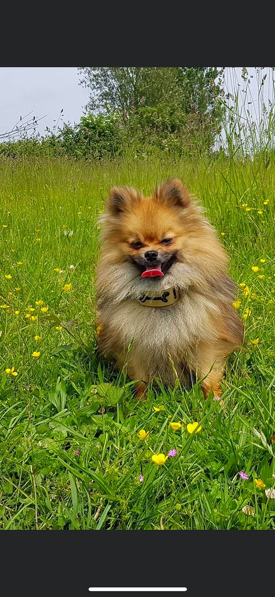 Night participe au concours pour gagner de l'argent avec cette photo : carnivore, companion_dog, dog, dog_breed, fawn, flower, fur, german_spitz, german_spitz_klein, german_spitz_mittel, grass, plant, sky, snout, spitz, tail, terrestrial_animal, tree, whiskers, working_animal
