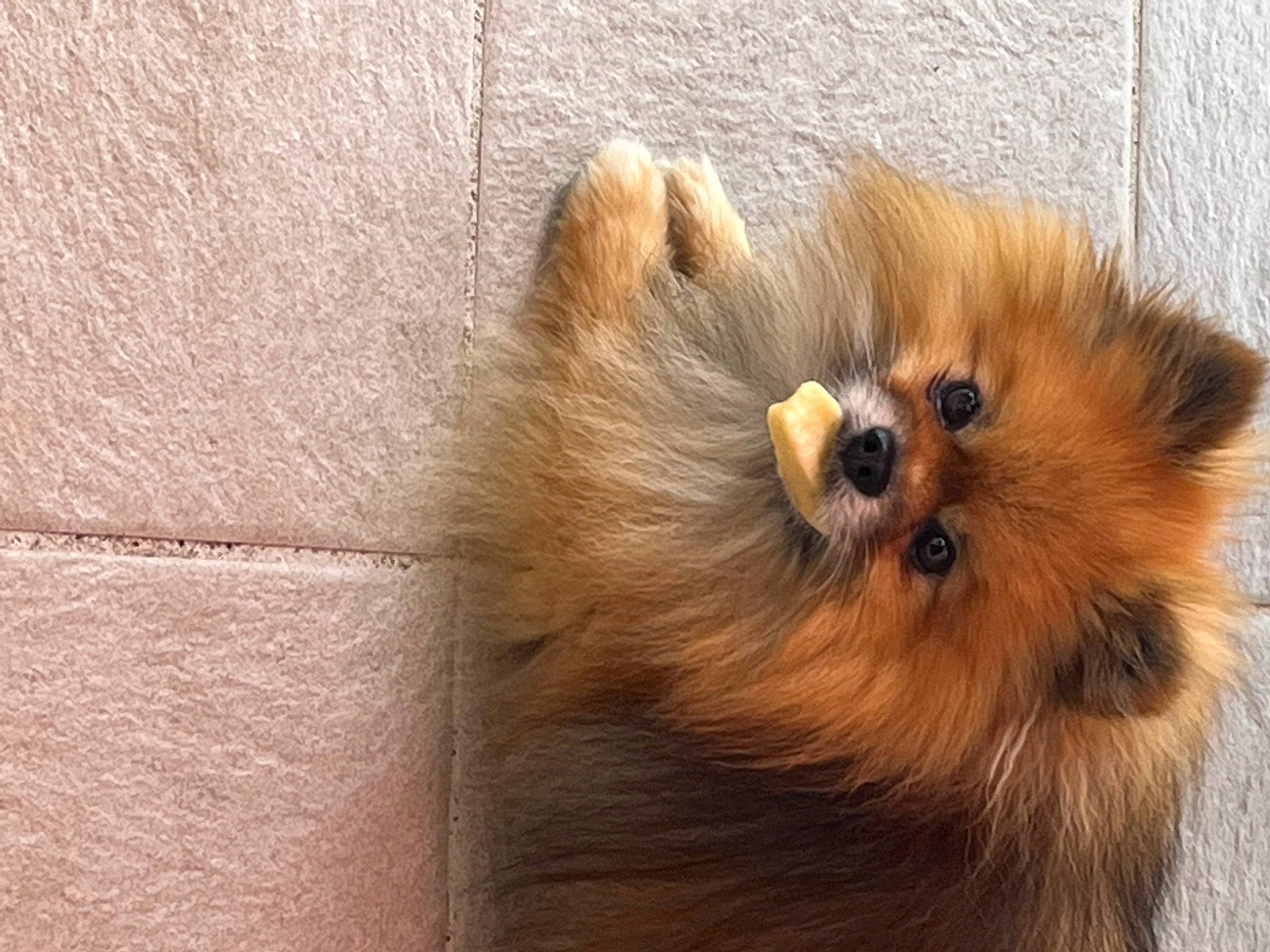 Night a rejoint le concours — aidez-le/la à gagner de superbes lots ! canidae, carnivore, companion_dog, dog, dog_breed, fur, german_spitz, german_spitz_klein, german_spitz_mittel, liver, paw, pomeranian, spitz, sporting_group, tail, terrestrial_animal, toy_dog, whiskers, wood, working_animal