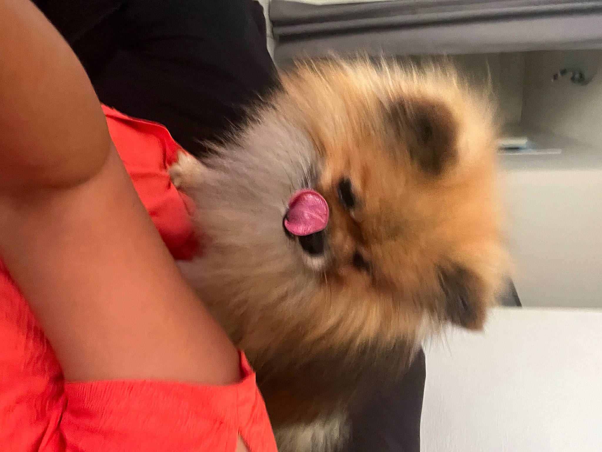 Night a rejoint le concours — aidez-le/la à gagner de superbes lots ! abdomen, canidae, carnivore, cat, companion_dog, dog_breed, elbow, fawn, felidae, fur, german_spitz, human_leg, non_sporting_group, paw, small_to_medium_sized_cats, snout, spitz, sporting_group, tail, whiskers