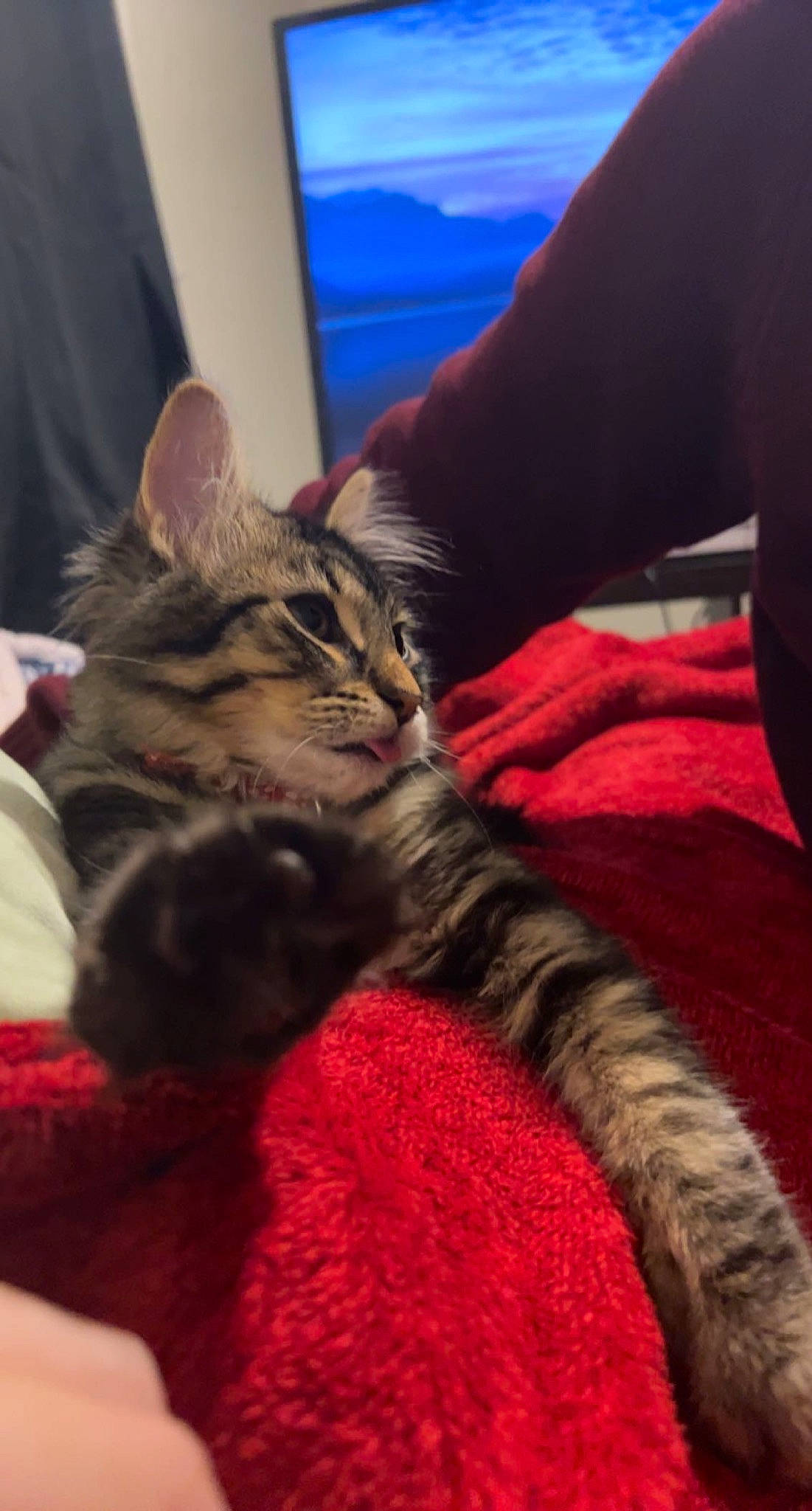 Chai is registered to the contest to win money with this photo: bed, carnivore, cat, claw, comfort, couch, domestic_short_haired_cat, felidae, fur, gesture, human_leg, lap, nap, paw, sitting, small_to_medium_sized_cats, tail, thigh, whiskers