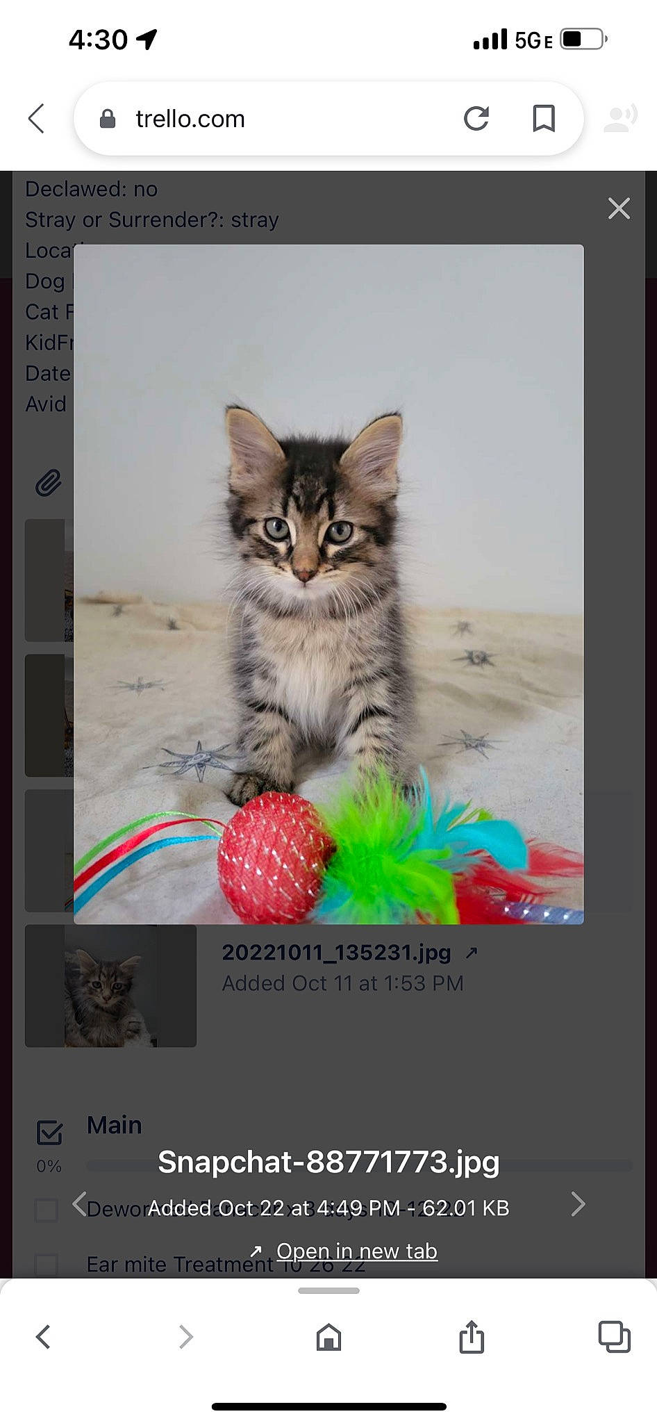 Chai is registered to the contest to win money with this photo: adaptation, advertising, carnivore, cat, display_device, electronic_device, felidae, font, fruit, fur, multimedia, multimedia_software, organism, output_device, paw, screenshot, small_to_medium_sized_cats, software, web_page, whiskers