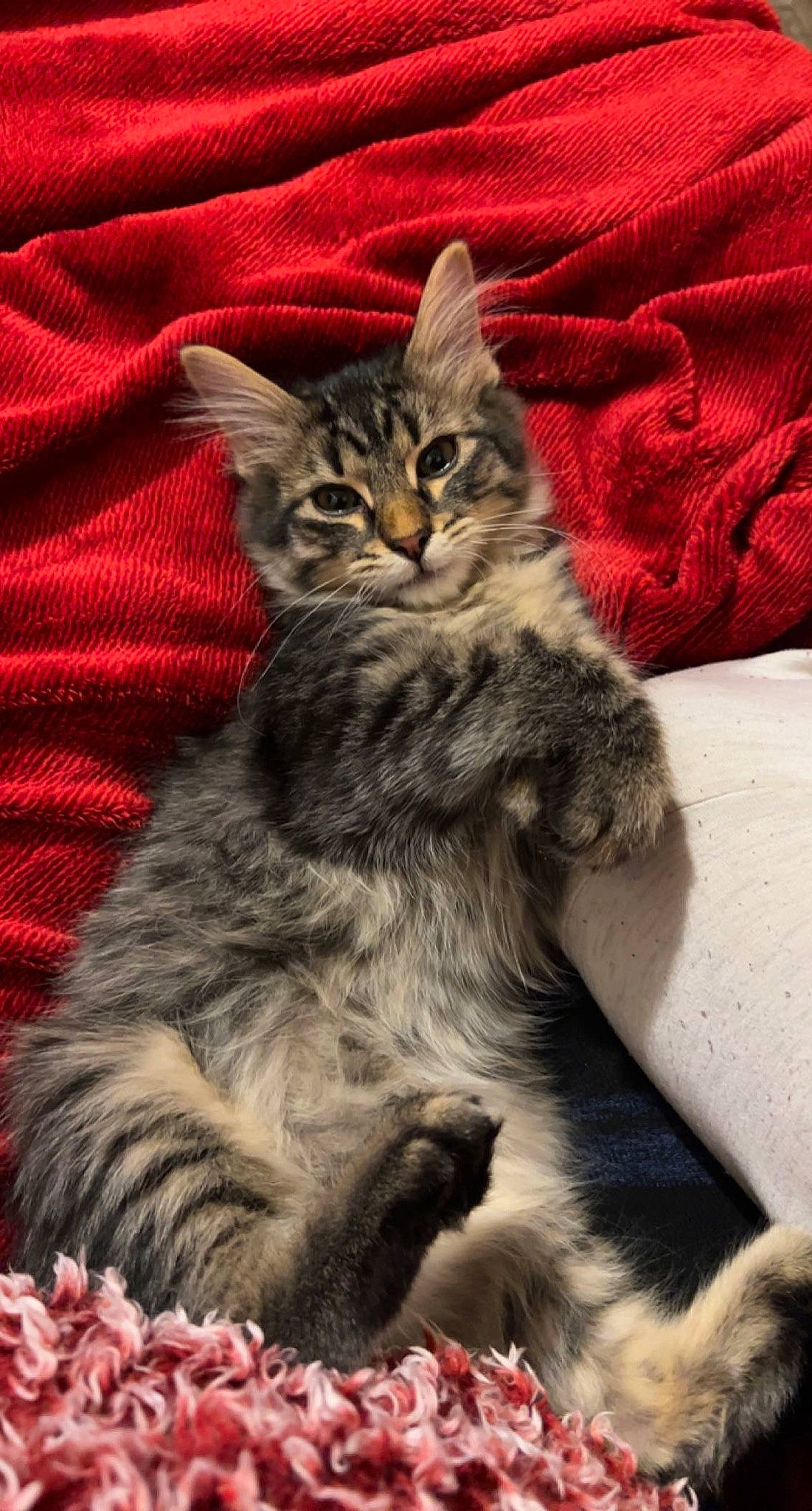 Chai joined the competition — help win amazing prizes! carnivore, cat, claw, comfort, domestic_short_haired_cat, fawn, felidae, fur, grey, paw, sitting, small_to_medium_sized_cats, snout, tail, terrestrial_animal, whiskers, wildlife, window