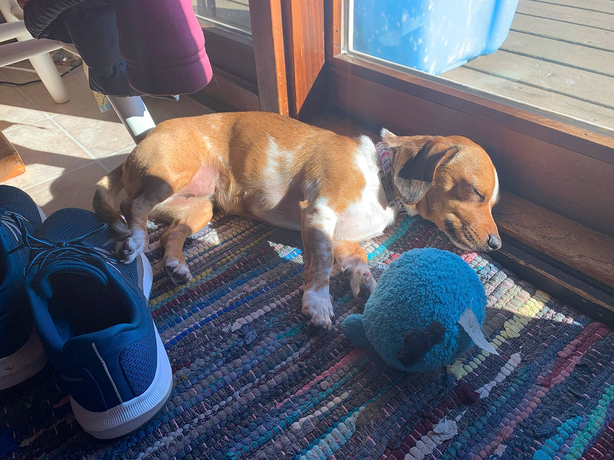 Sophie joined the competition — help win amazing prizes! animal_shelter, ball, blue, canidae, carnivore, comfort, companion_dog, dog, dog_breed, dog_supply, fawn, flooring, mammal, pet_supply, snout, sporting_group, stuffed_toy, tail, toy, vertebrate