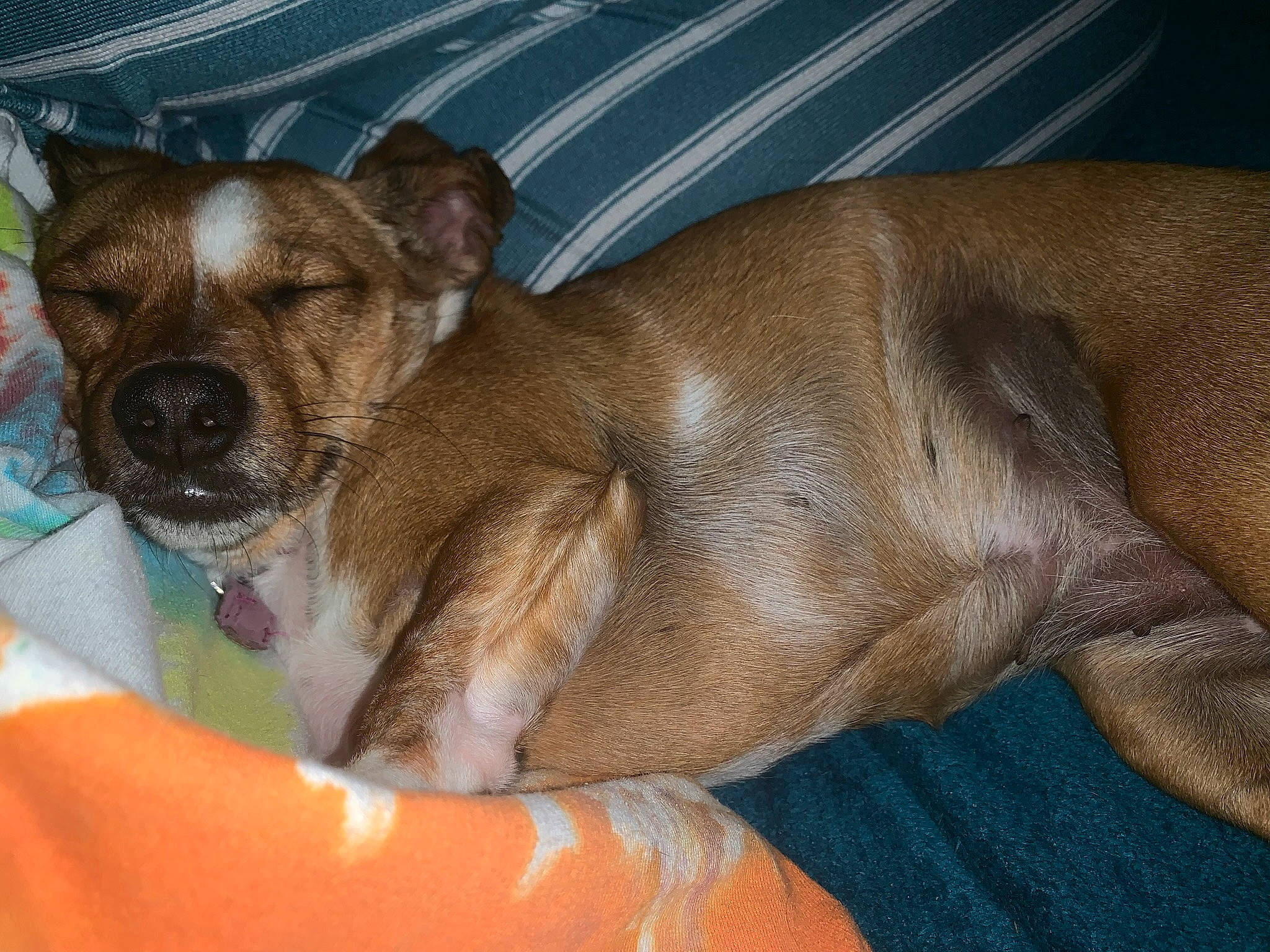 Sophie joined the competition — help win amazing prizes! bored, canidae, carnivore, collar, comfort, companion_dog, dog, dog_breed, dog_supply, ear, fawn, fur, liver, paw, snout, sporting_group, terrestrial_animal, toy_dog, whiskers, working_animal