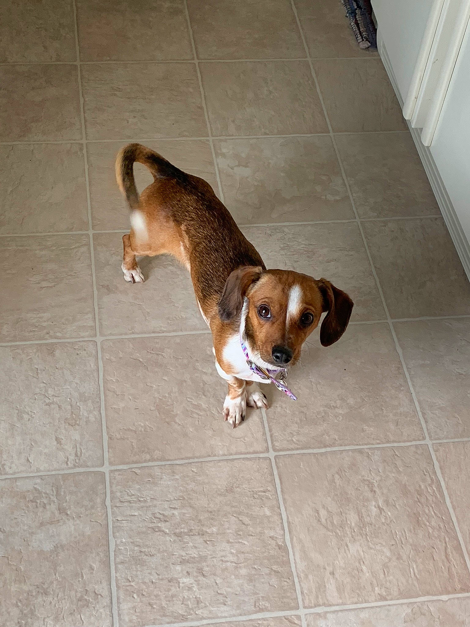 Sophie joined the competition — help win amazing prizes! beagle, beagle_harrier, carnivore, collar, companion_dog, dog, dog_breed, floor, flooring, hardwood, hound, leash, liver, pet_supply, pocket_beagle, scent_hound, street_dog, tail, tile_flooring, wood