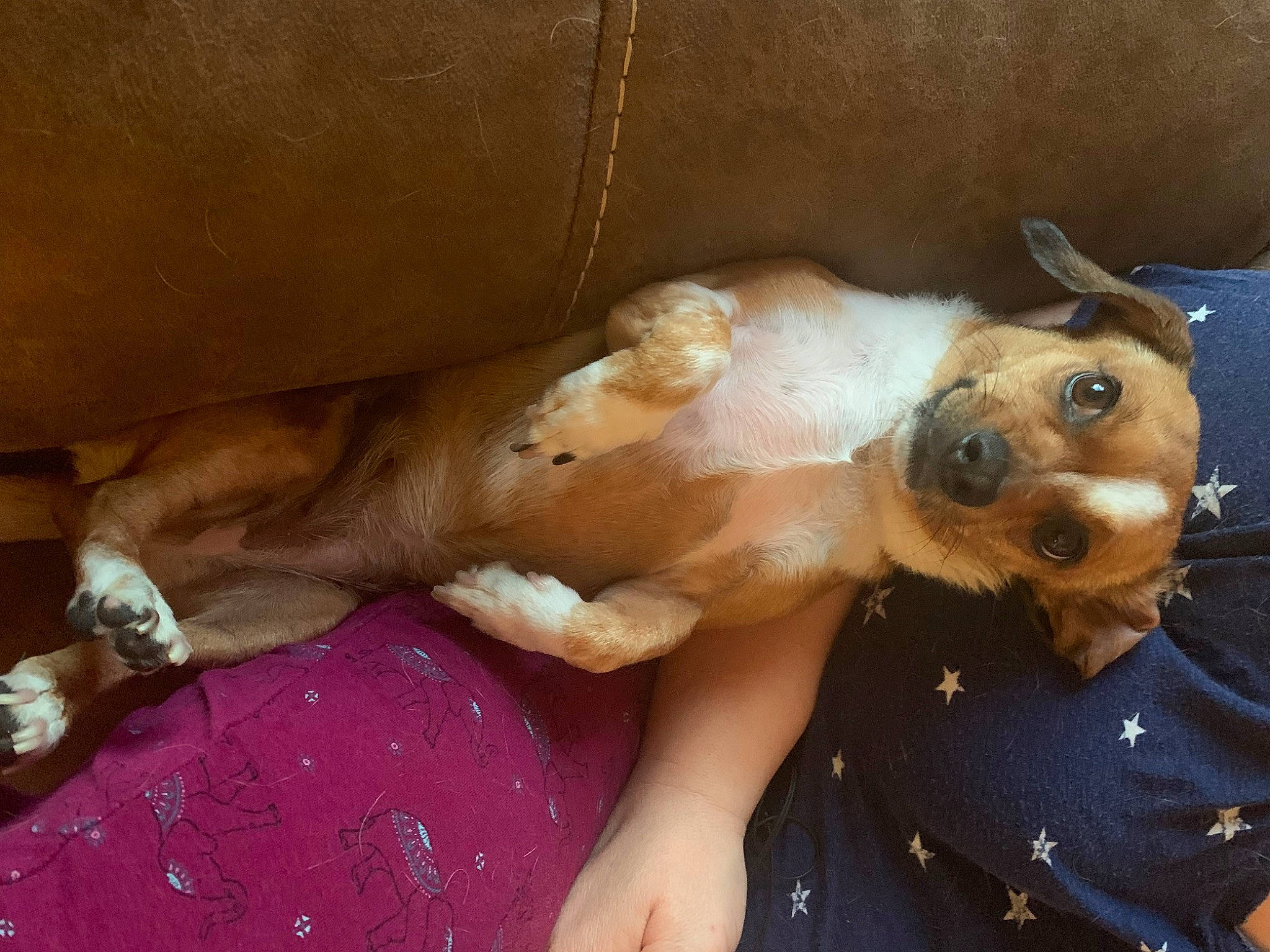 Sophie is registered to the contest to win money with this photo: canidae, carnivore, comfort, companion_dog, dog, dog_breed, ear, fawn, fur, happy, liver, paw, selfie, smile, sporting_group, toy_dog, whiskers, working_animal