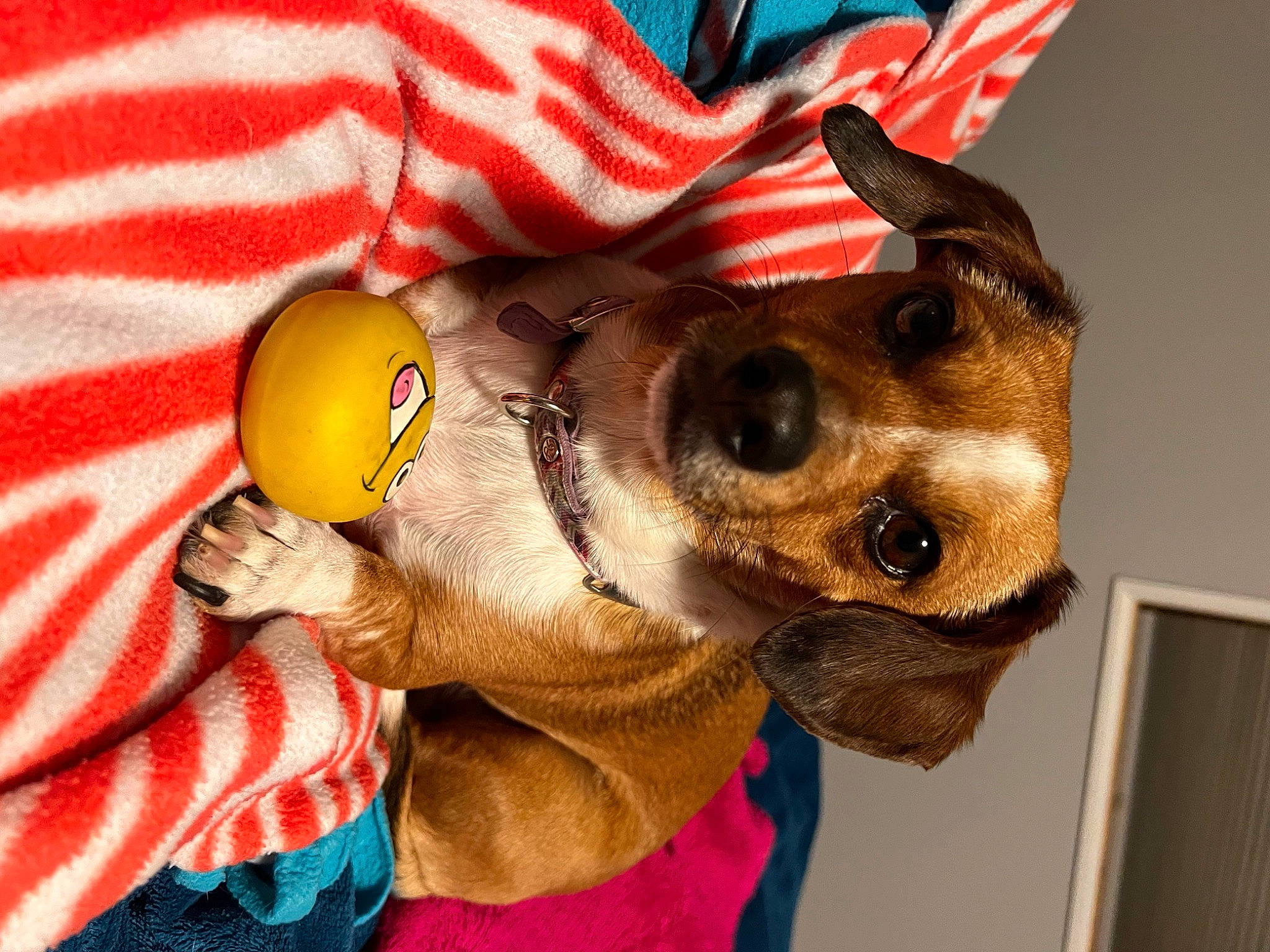 Sophie joined the competition — help win amazing prizes! carnivore, collar, companion_dog, dog, dog_breed, dog_clothes, dog_collar, dog_supply, ear, eyewear, fawn, glasses, nose, party_hat, pet_supply, selfie, snout, sunglasses, vision_care, working_animal