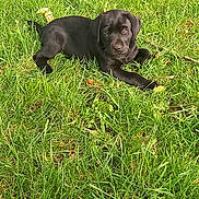 Jasper joined the competition — help win amazing prizes! adorable, animal, black_dog, canine, cute, dog, grass, greenery, lawn, lying_down, nature, outdoor, pet, playful, puppy, relaxed, small_dog, summer, sunlight, young_dog