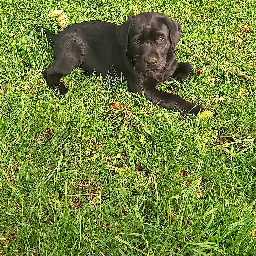 Jasper joined the competition — help win amazing prizes! adorable, animal, black_dog, canine, cute, dog, grass, greenery, lawn, lying_down, nature, outdoor, pet, playful, puppy, relaxed, small_dog, summer, sunlight, young_dog