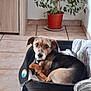 Rex a rejoint le concours — aidez-le/la à gagner de superbes lots ! dog, pet_bed, blanket, floor_tiles, plant, pot, cabinet, water_bowl, indoor, curled_up, looking, brown, black, white, fur, ears, eyes, nose, home, cozy