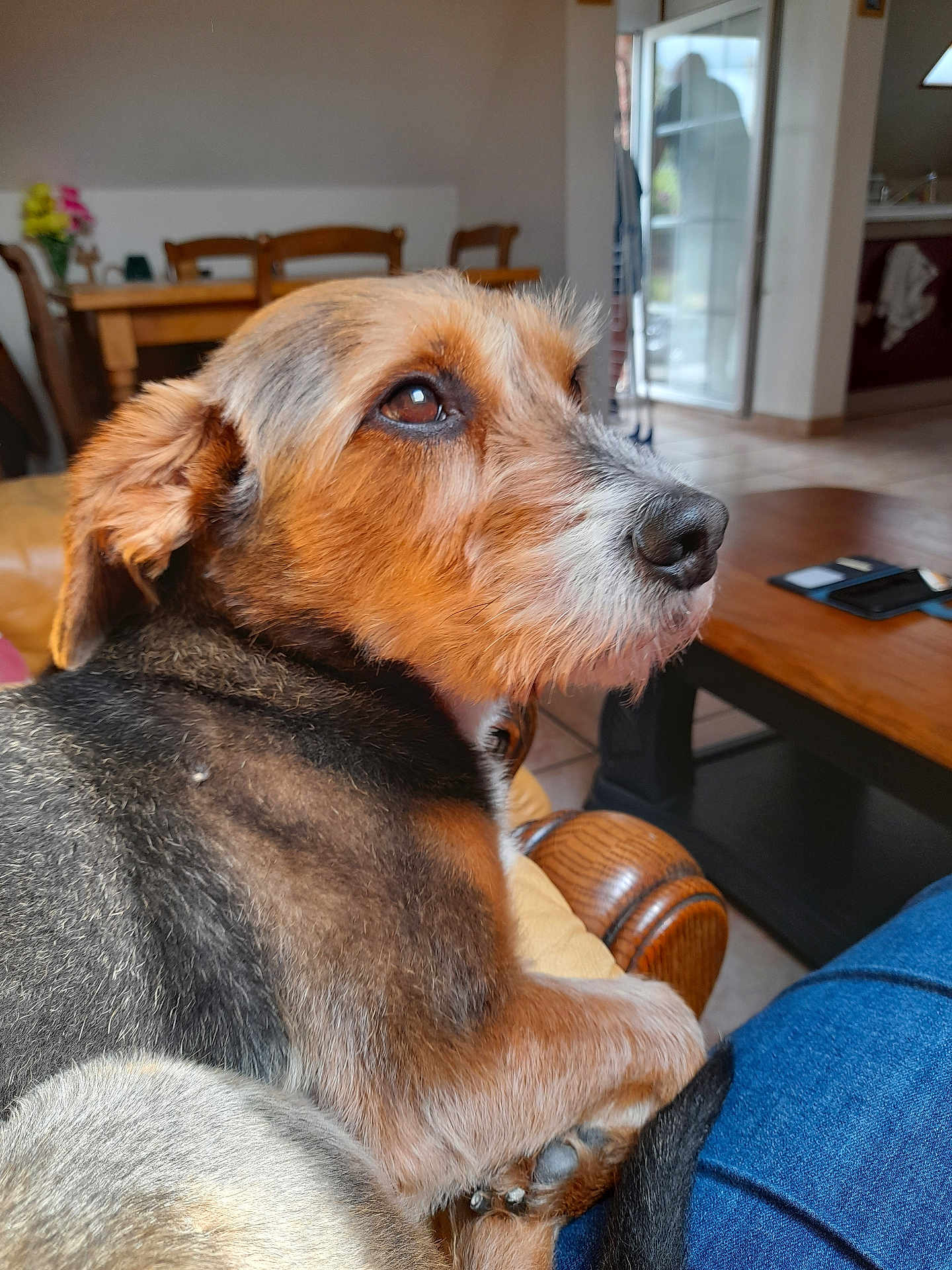 Rex participe au concours pour gagner de l'argent avec cette photo : dog, pet, indoor, couch, wooden_furniture, living_room, floor_tiles, natural_light, resting, brown_fur, black_fur, white_fur, animal, canine, paw, relaxed, home, open_door, background, person_leg