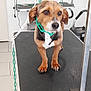 dog, pet, grooming_table, green_chain, indoor, animal, brown_fur, white_fur, ears, paws, floor_tiles, equipment, calm, looking_away, small_dog, leash, grooming_salon, standing, chain, fur