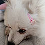 animal, calm, close_up, companion, cute, dog, domestic_animal, ears, face, fluffy, fur, indoors, lying_down, pet, pink_hair_clip, relaxed, resting, snout, soft_texture, white_dog