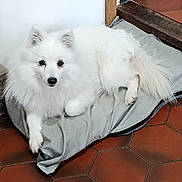 Owari a rejoint le concours — aidez-le/la à gagner de superbes lots ! dog, white_dog, fluffy, pet_bed, indoor, floor, tile_floor, resting, canine, animal, domestic_animal, looking_up, ears, tail, paw, fur, quiet, relaxed, companion, cozy
