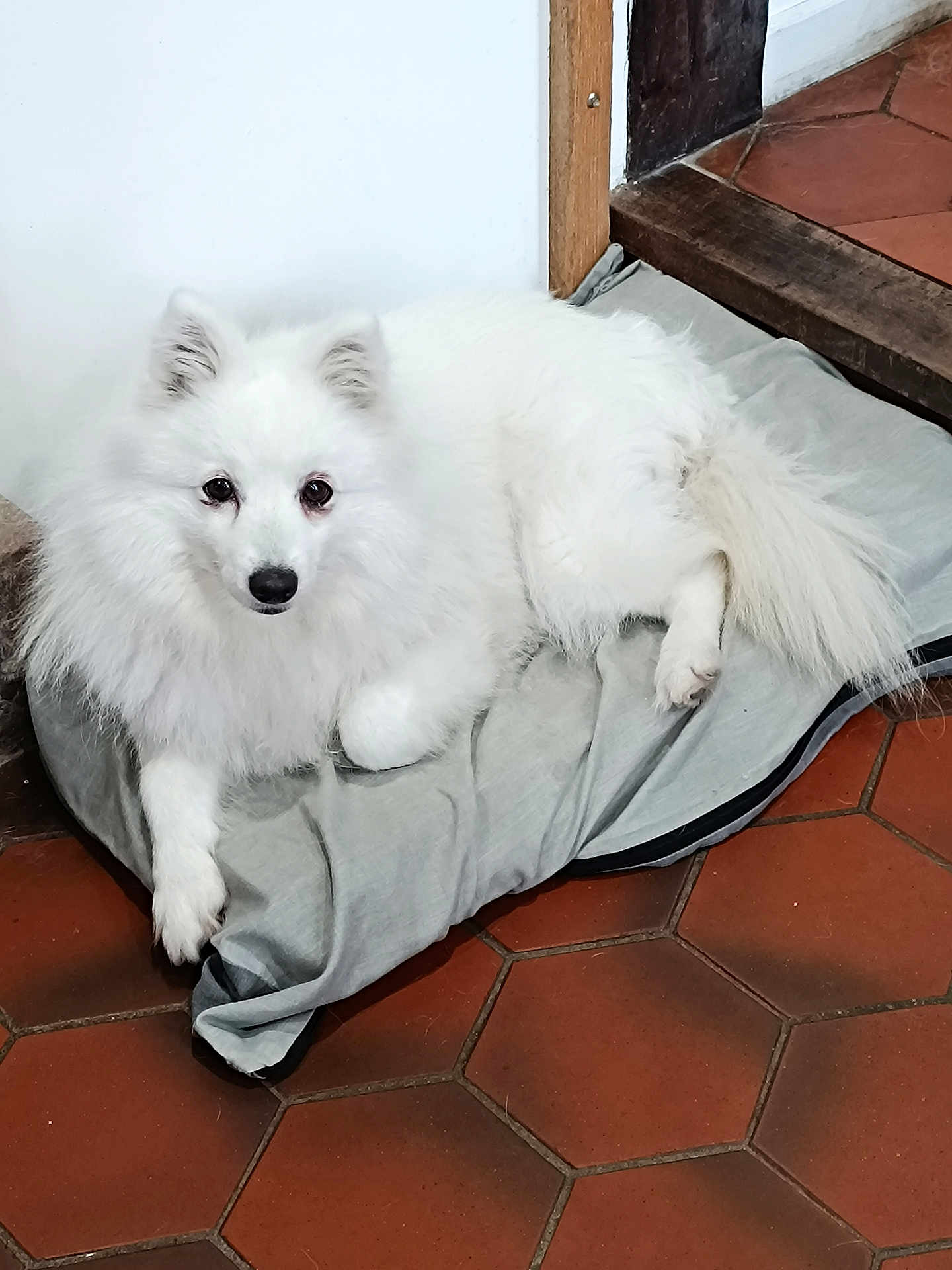 Owari a rejoint le concours — aidez-le/la à gagner de superbes lots ! dog, white_dog, fluffy, pet_bed, indoor, floor, tile_floor, resting, canine, animal, domestic_animal, looking_up, ears, tail, paw, fur, quiet, relaxed, companion, cozy