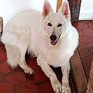 Rekha a rejoint le concours — aidez-le/la à gagner de superbes lots ! dog, white_dog, indoor, floor, tile_floor, hexagonal_tiles, happy, pet, canine, fur, ears, tongue, resting, laying_down, animal, house, wood, brick, smiling, companion