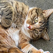 Rubis participe au concours pour gagner de l'argent avec cette photo : back, cat, close_up, domestic_animal, fluffy, funny_pose, fur, green_eyes, lying_down, outdoor, pavement, paws, pet, pink_nose, playful, portrait, striped_fur, tabby, whiskers, white_chest