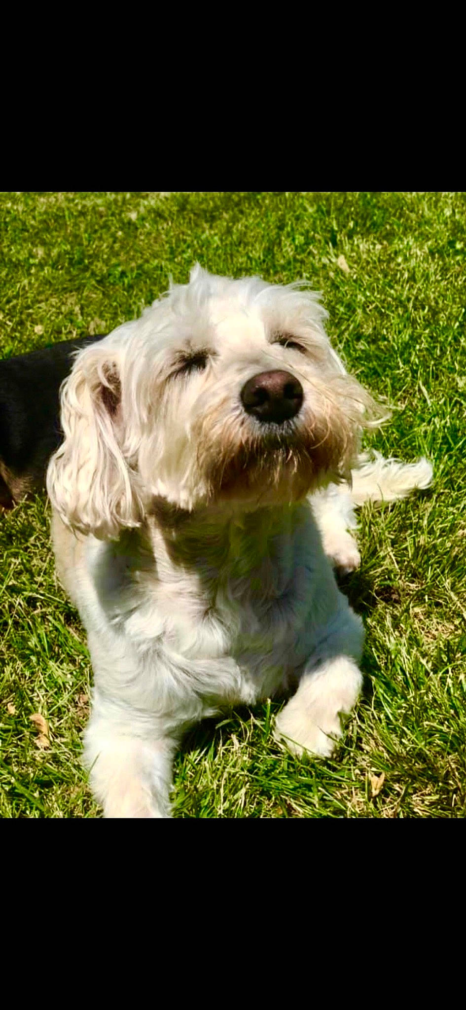 Lillie is registered to the contest to win money with this photo: briquet_griffon_vendeen, canidae, carnivore, circle, companion_dog, dog, dog_breed, dog_collar, fur, grass, labradoodle, maltepoo, plant, small_terrier, snout, sporting_group, terrier, toy_dog, water_dog, working_animal