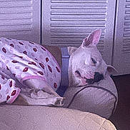 Lola joined the competition — help win amazing prizes! dog, white_dog, sleeping, pillow, blanket, collar, indoor, resting, cozy, pet, fur, closed_eyes, comfort, home, louvered_doors, relaxation, cute, animal, quiet, nap