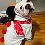 Lola is registered to the contest to win money with this photo: dog, costume, snowman, red_scarf, pom_poms, hat, carrot_nose, wooden_floor, indoor, pet, cute, white_fur, animal, looking_back, holiday, christmas, floor_tiles, adorable, playful, funny