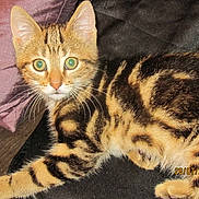 Harley a rejoint le concours — aidez-le/la à gagner de superbes lots !