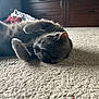 Kylo Ren joined the competition — help win amazing prizes! cat, gray_cat, carpet, indoor, furniture, dresser, clothing, relaxed, pet, animal, fur, sleepy, cozy, home, light, shadow, floor, cute, whiskers, paw