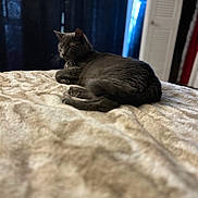 Kylo Ren joined the competition — help win amazing prizes! cat, gray_cat, animal, pet, indoor, bed, blanket, resting, relaxed, fur, cozy, feline, sleepy, domestic_cat, curtains, home, soft_light, side_view, quiet, comfort