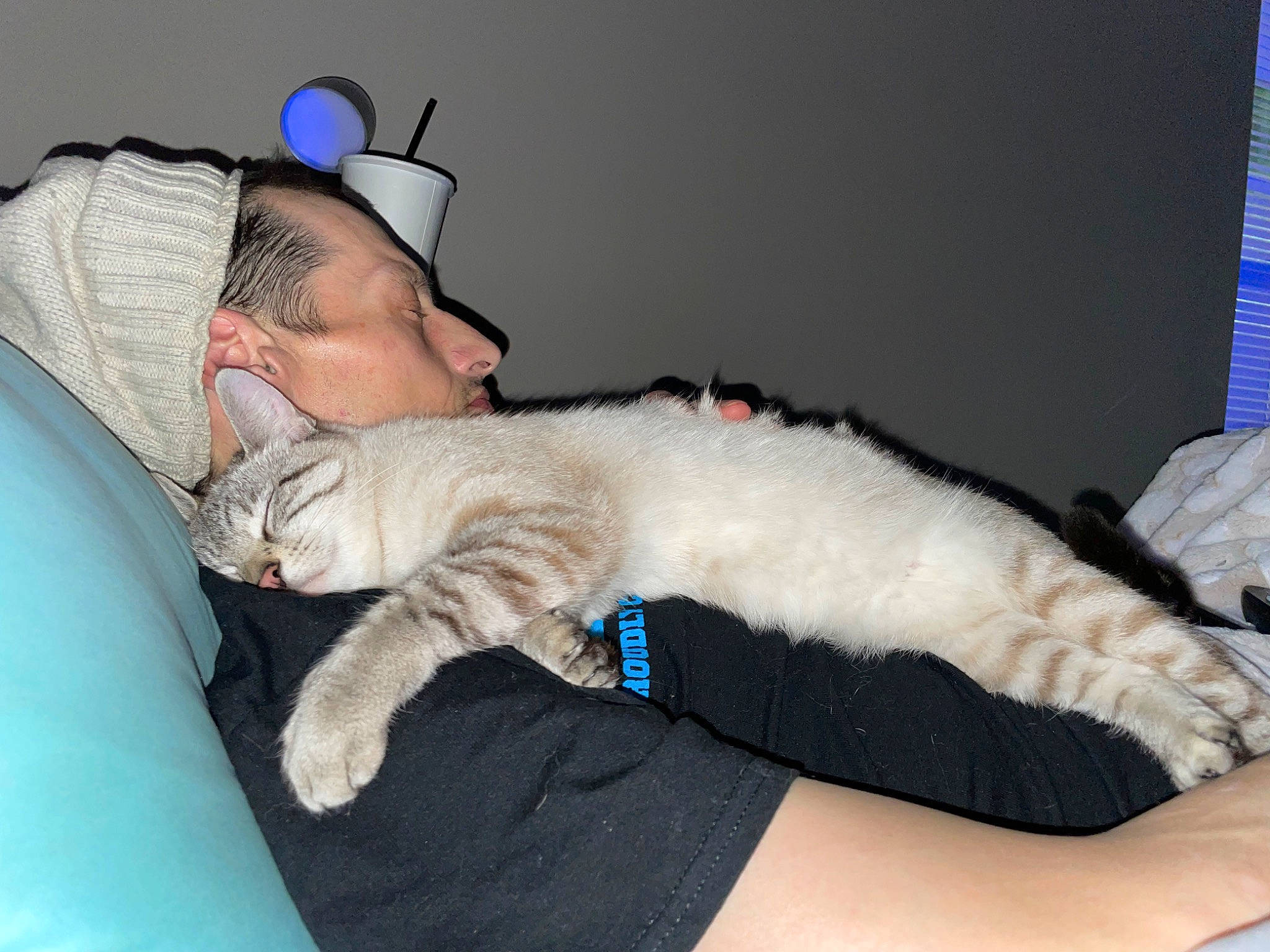 Kylie joined the competition — help win amazing prizes! blue, carnivore, cat, comfort, couch, domestic_short_haired_cat, ear, fawn, felidae, fur, hat, human_leg, lap, linens, paw, sitting, small_to_medium_sized_cats, tail, thigh, whiskers