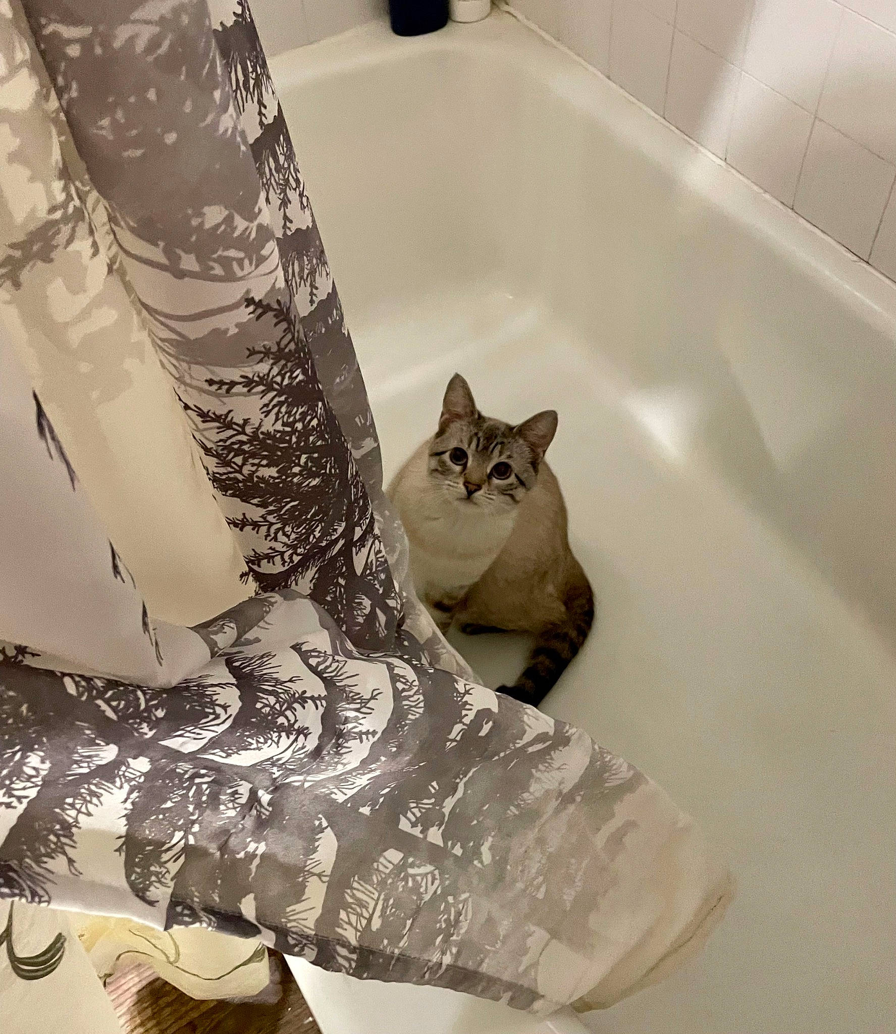 Kylie joined the competition — help win amazing prizes! art, bathroom, bathtub, carnivore, cat, domestic_short_haired_cat, felidae, flooring, fur, glass, linens, monochrome, monochrome_photography, plumbing, plumbing_fixture, room, small_to_medium_sized_cats, tail, whiskers, white