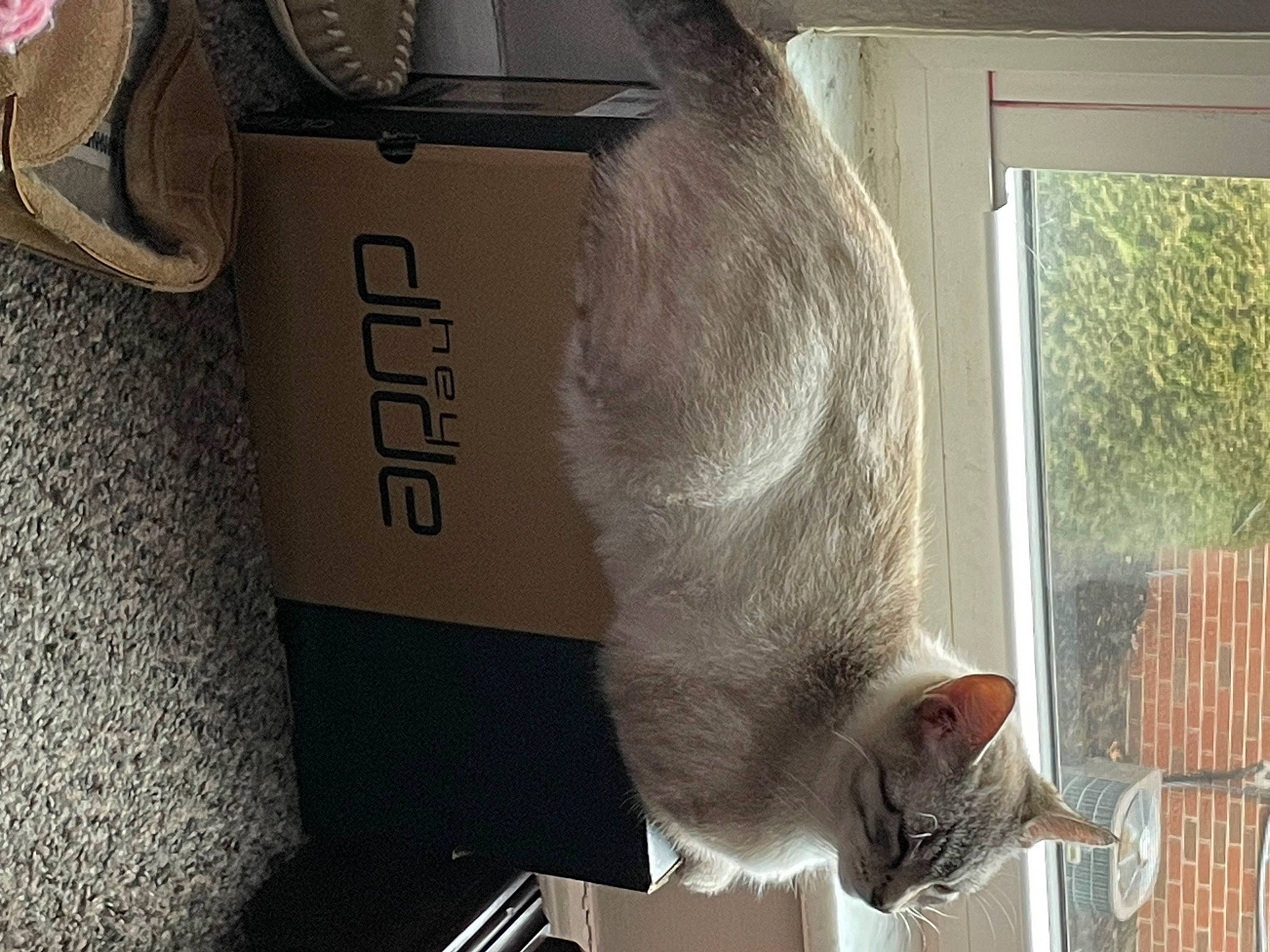 Kylie is registered to the contest to win money with this photo: bag, carnivore, cat, domestic_short_haired_cat, felidae, font, fur, glass, grey, luggage_and_bags, plant, room, small_to_medium_sized_cats, snout, tail, textile, whiskers, window, wood