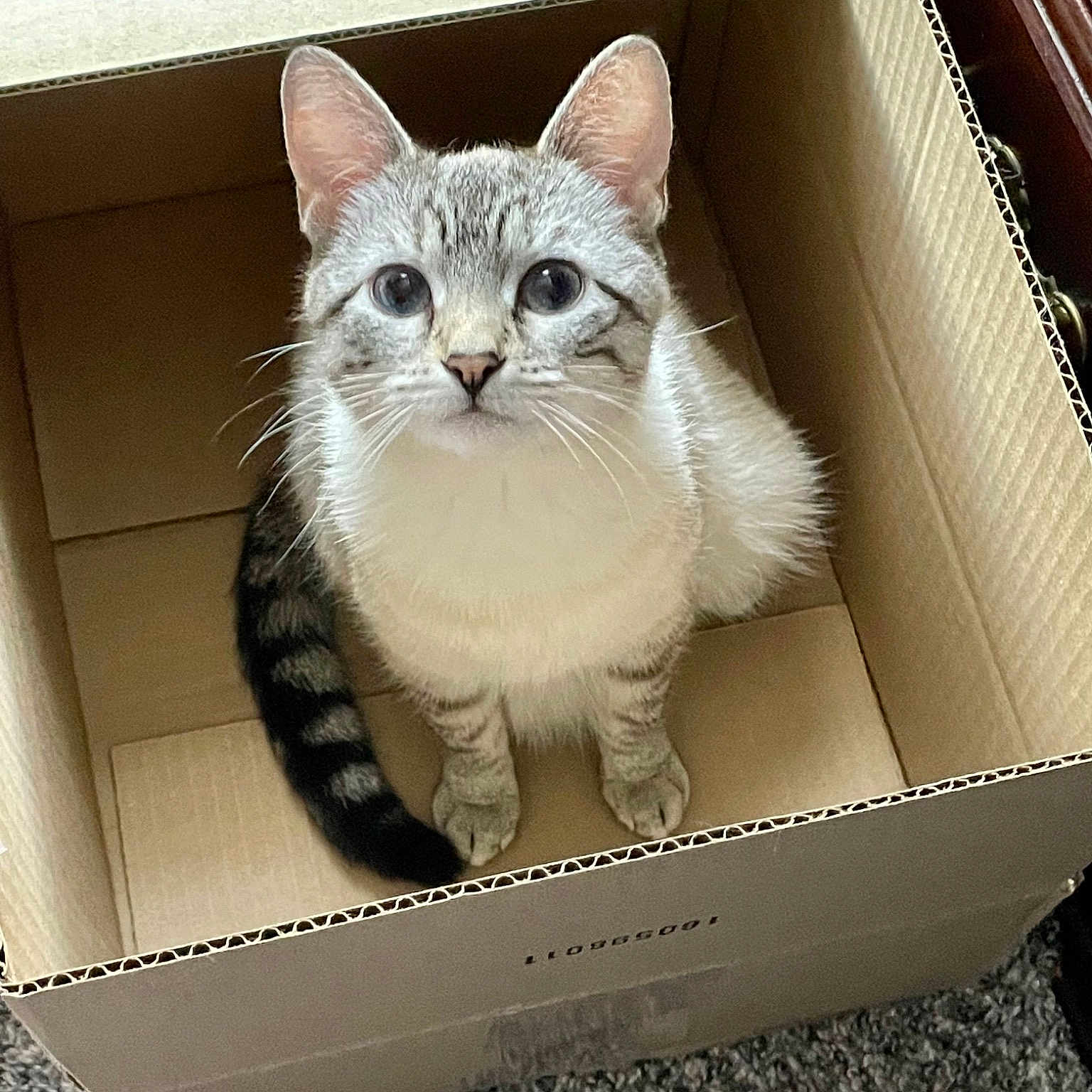 Kylie is registered to the contest to win money with this photo: box, cardboard, carnivore, carton, cat, domestic_short_haired_cat, fawn, felidae, fur, mammal, packaging_and_labeling, packing_materials, photo_caption, rectangle, shipping_box, small_to_medium_sized_cats, snout, tail, whiskers, window